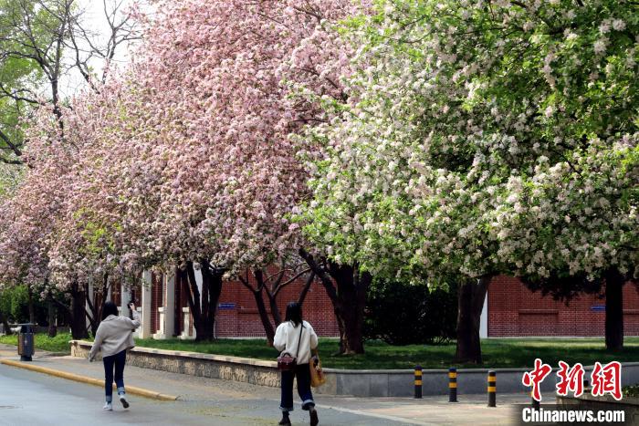 图为天津大学海棠花开。　张道正 摄